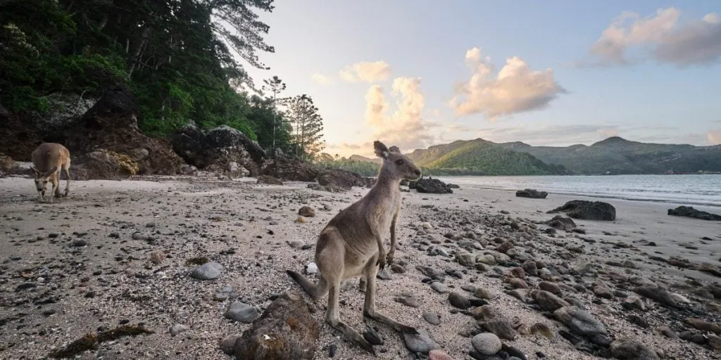 ケープ・ヒルズボローの浜辺で日の出を背に佇む野生のワラビー