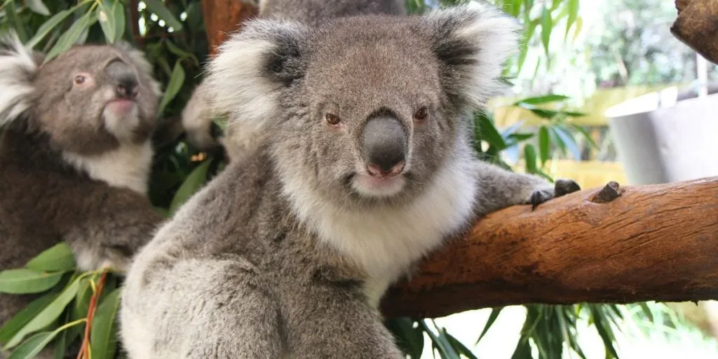 Ciekawska koala na gałęzi w Taronga Zoo