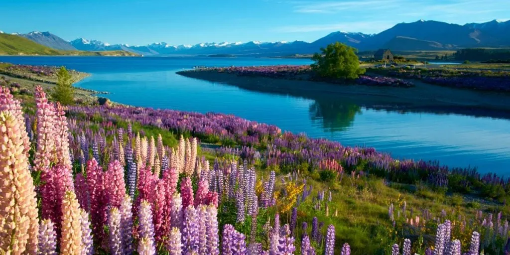 Lupins at Lake Tekapo