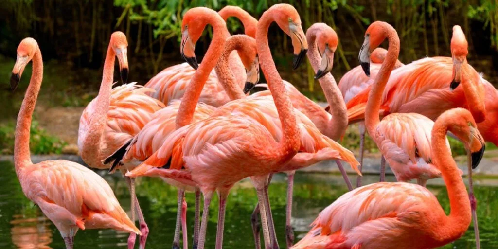 Pink Flamingos, Florida Everglades