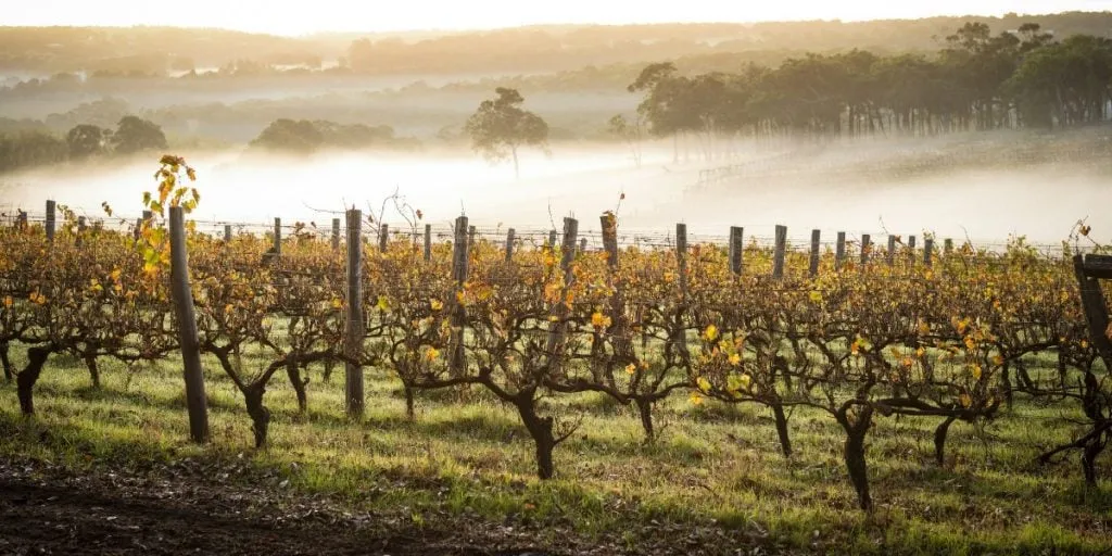 L’aube dans les vignobles de Margaret River