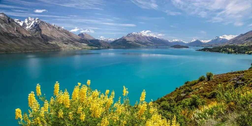 Żółte łubiny nad jeziorem Wakatipu między Queenstown a Glenorchy, Otago, Wyspa Południowa, Nowa Zelandia
